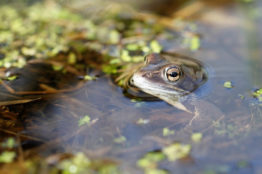 Spidssnudet frø. Den foretrækker vandhuller med lavvandede bredzoner og vil gerne have vanddækket vegetation. De forsvinder ofte hvis der kommer fisk i søen og hvis insekterne forsvinder.