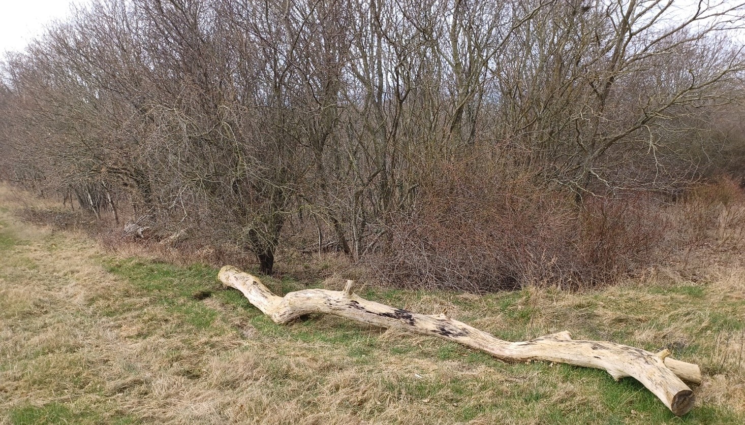 Store grene eller hele stammer der skulle fældes kan lægges langs en hæk eller et skel, og give levesteder for mange insekter, svampe og smådyr.