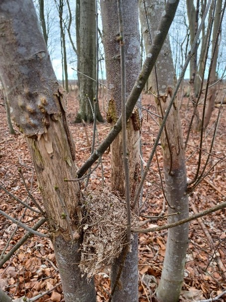 Forskellige metoder mod ringning af træ i Tolløkke skov