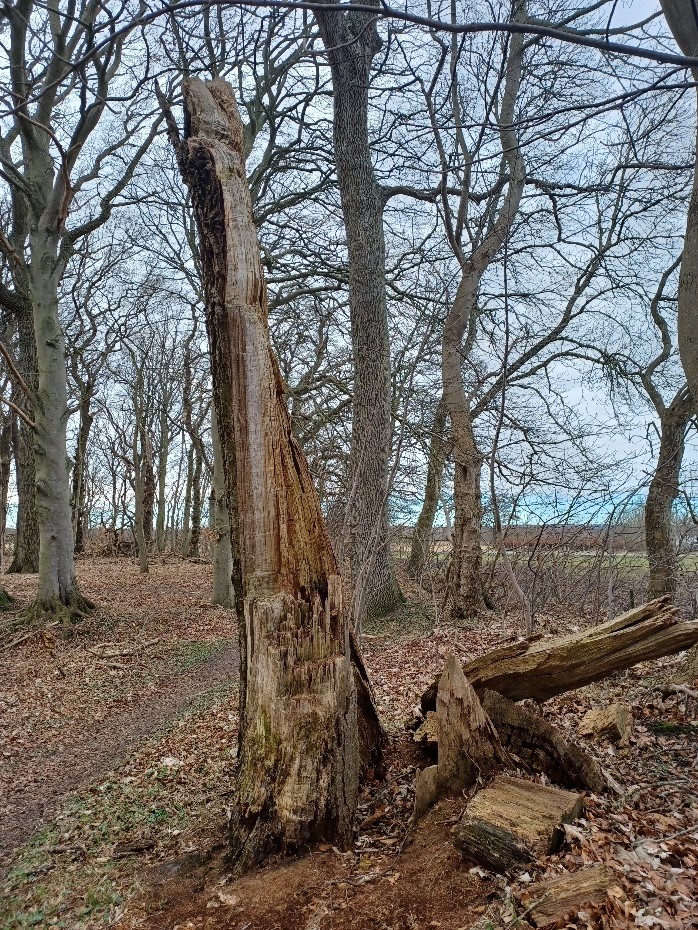 Træ der er knækket i en storm. Her er der både stammen tilbage på rod og resten ligger på jorden. Alt sammen er godt for biodiversitet.