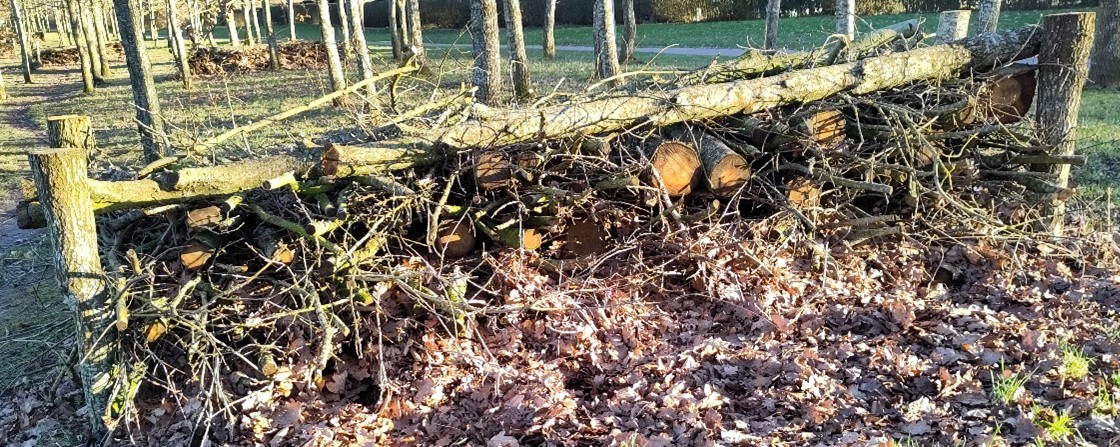 Et kvashegn bestående af fire pæle sat i jorden, store og små grene lagt på kryds og tværs og her med to store grene ovenpå for at holde grenbunken nede.