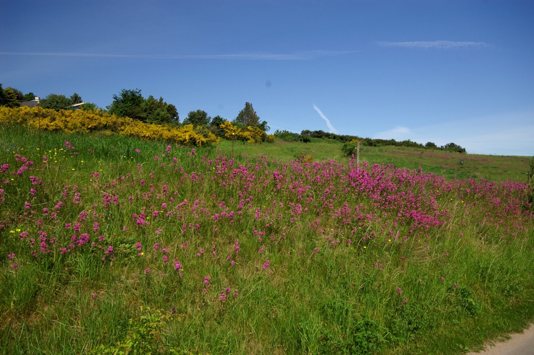 Langs nogle af vejene i Syddjurs Kommune blomstrer planterne lystigt og danner grønne forbindelser mellem naturområder til stor gavn for mange smådyr, insekter og fugle, og selvfølgelig planterne der kan sprede sine frø langs vejkanterne, og trafiksikkerheden er stadig god.