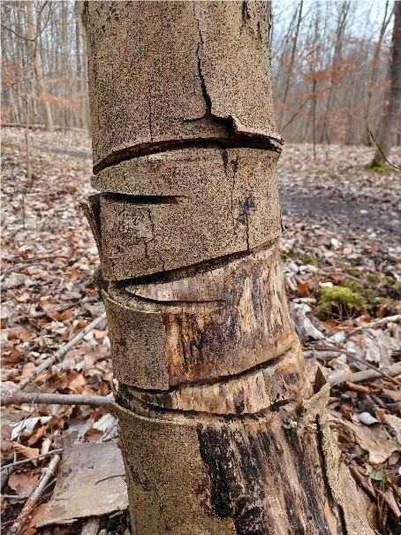 Forskellige metoder mod ringning af træ i Tolløkke skov