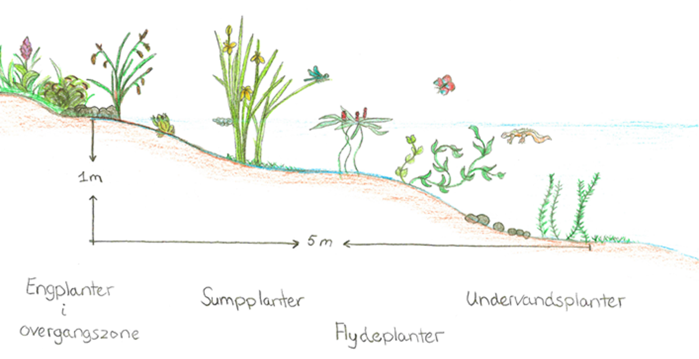 Illustration af den gode sø. Søen har en lav hældning (1:5). Nær bredden er overgangszonen med forskellige engplanter der tåler perioder med oversvømmelser. Herefter er der lavt vand der hurtigt varmes op, hvor padder og deres æg ofte findes. Derefter kommer sumpplanter som kræver konstant vand. Flydeplanterne skal kunne nå både søbunden og vandoverfladen. Til sidst findes undervandsplanterne der kan stå dybt, men også kræver rent vand. Denne sø vil tiltrække mange insekter, padder og planter.