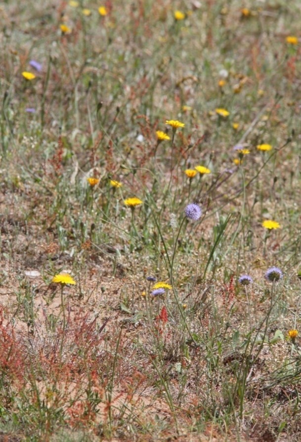 Sandhaver kan være spirebed for mange urter der ellers bliver udkonkurreret af græs.