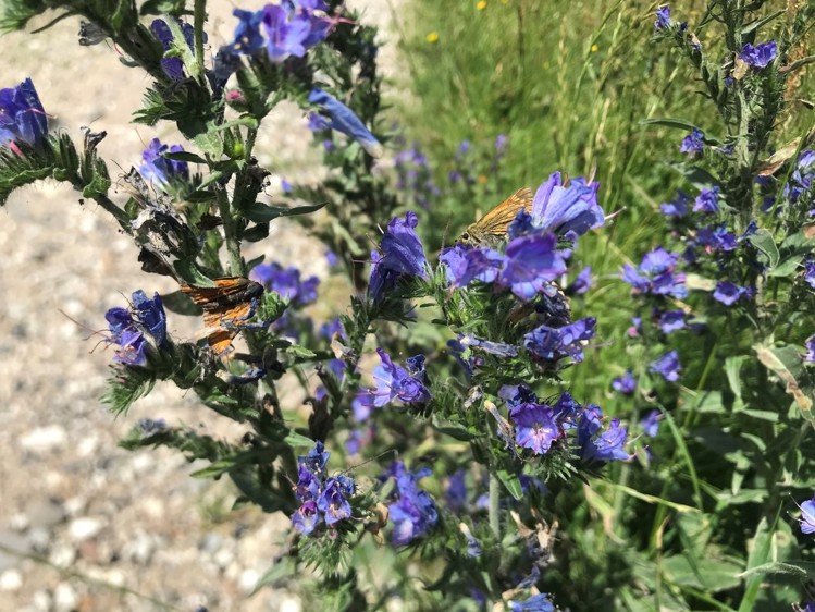 Planten slangehoved med bredpander. Bredpande er en familie af sommerfugle med mere end 3500 arter. 8 af disse bredpande arter er hjemmehørende i Danmark.