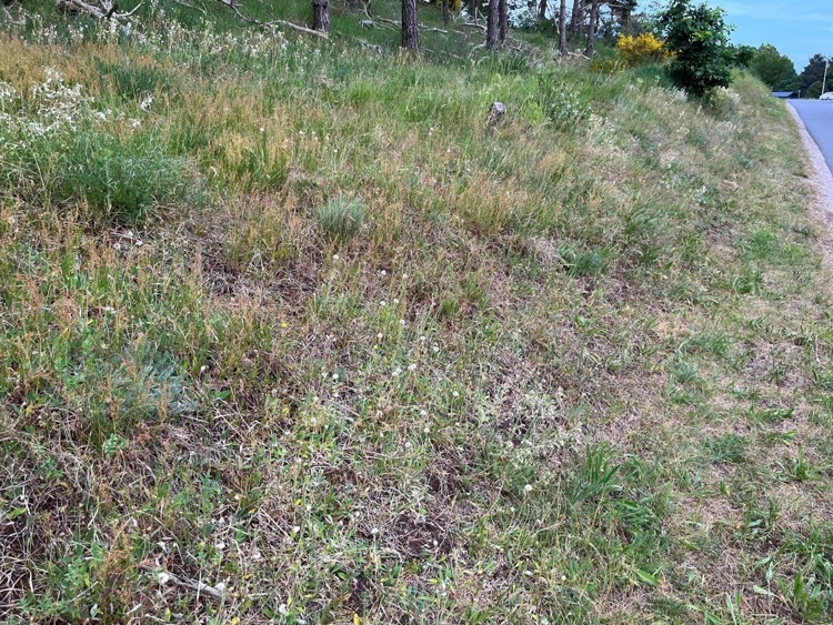 Her ses en plet med mosaikker af hjemmehørende planter. Bemærk de bare områder, de mange slags grønt og fraværet af græsgrøn næringskrævende vegetation.
