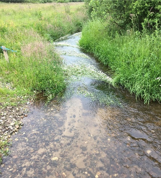 Vandløb med sving og fin bredvegetation. Der er vandrøllike i vandløbet med rent vand.