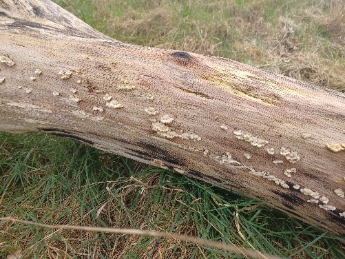 Denne stamme er allerede blevet hjem for en række svampe.