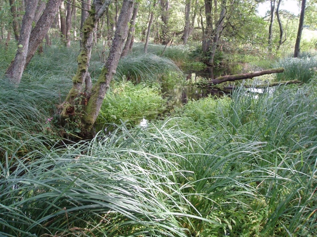 Tolløkke Skov uden for Ebeltoft har højtstående vand mange steder der giver mange levesteder. De væltede træer og vandet skaber også en lysbrønd.
