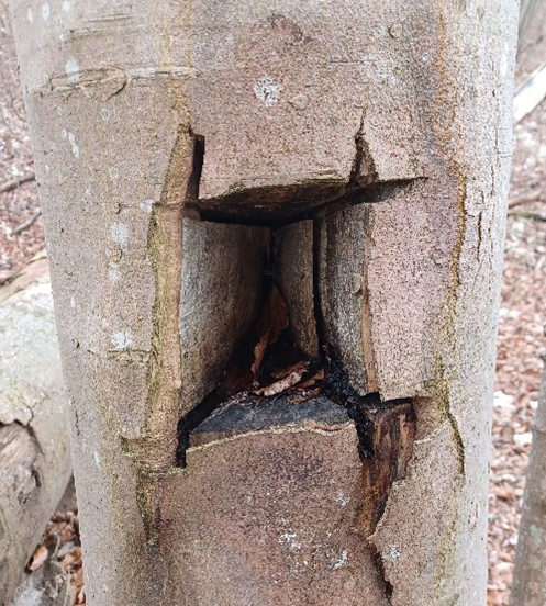 Menneskelavede huller i træer. Begge huller er lavet med motorsav i Ahorntræ. Her kan svampe begynde at vokse og insekter kan flytte ind.