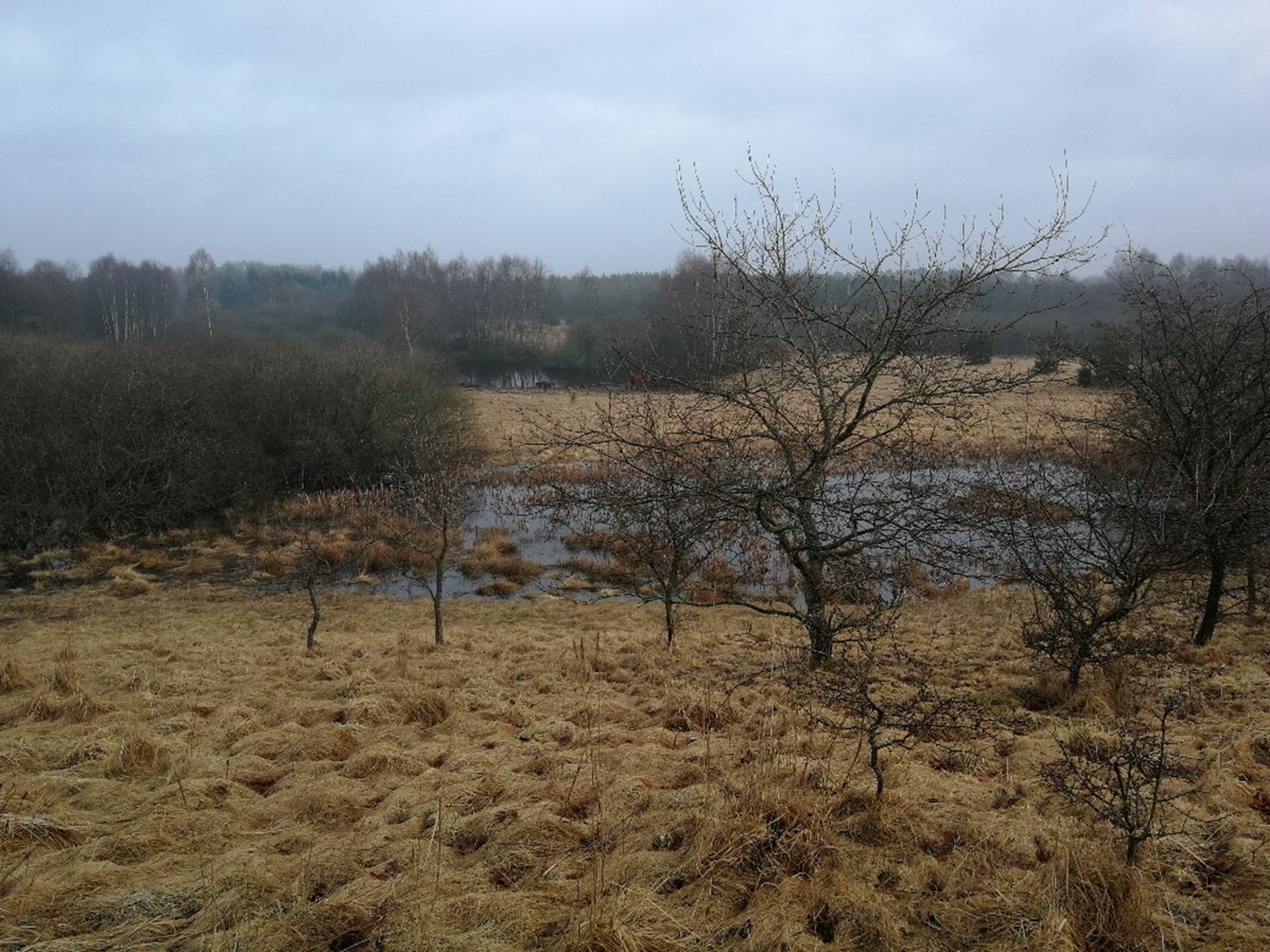 Mose i Syddjurs Kommune der både består af lysåbne arealer og gammelt pilekrat hvor der er godt med vand på begge områder, som giver mange levesteder og stor biodiversitet.